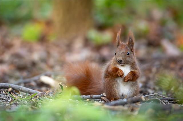 Schnell, geschickt und in vielen Gärten zuhause: Das Eichhörnchen ist bei der Gartentierwahl 2026 allen anderen Kandidaten davongelaufen. Foto: Ingolf König