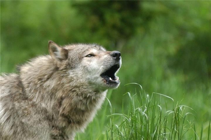 Schon seit 2009 tauchen in NRW immer wieder Wölfe auf.
