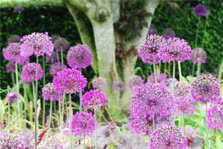Seit einigen Jahren im Trend liegt der Zierlauch. Mit seinen pompösen Blütenbällen erhebt er sich eindrucksvoll über seine Beetnachbarn und erfreut bis in den Juli. Gepflanzt werden die Blumenzwiebeln jetzt im Herbst. Foto: BGL