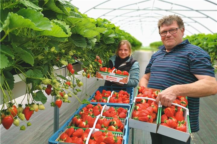 Kein Bücken beim Pflücken So sieht eine Stellage aus: Anja und Ludger Kleine Boes legen los.Fotos (4): mtg