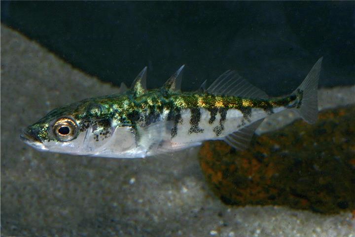 Stichlinge gelten als gesellige Gartenteichbewohner.