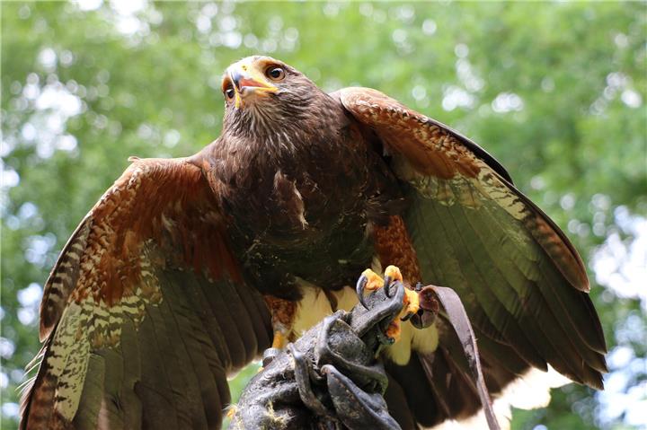 Tiere aus nächster Nähe sehen kann man bei der Greifvogelschau. Foto: Martina Goslar/pixelio.de