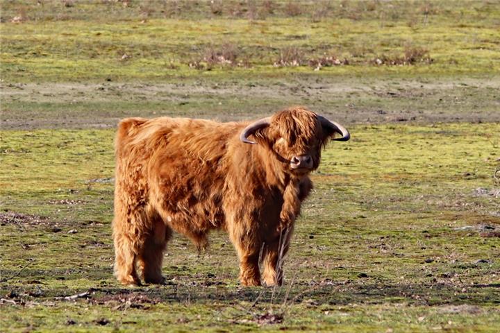 Tierische Landschaftspfleger am Fliegerberg. Foto: Pia Löttert