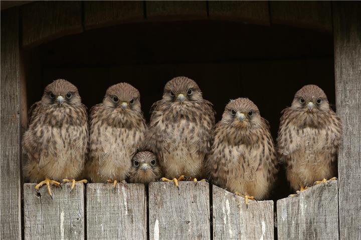 Turmfalken-Bande: Dieses Foto ist im Rahmen des Fotowettbewerbs „Naturstars – Wer ist Dein Naturstar“ im Jahr 2020 entstanden – vermutlich nicht in Borken. Foto: NABU/CEWE/Folkert Christoffers