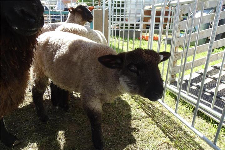 Viele Tiere dürfen auch gestreichelt werden.