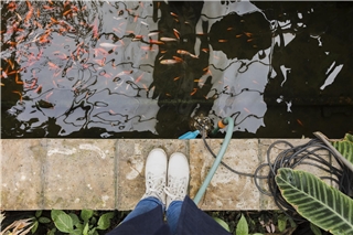 Vielfalt zählt: Ein Gartenteich kann wertvolle Lebensräume bieten,Foto: Freepik