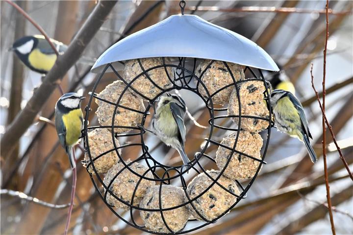 Vögel, die nicht im Süden überwintern, freuen sich über Futterstellen. Foto: IVH