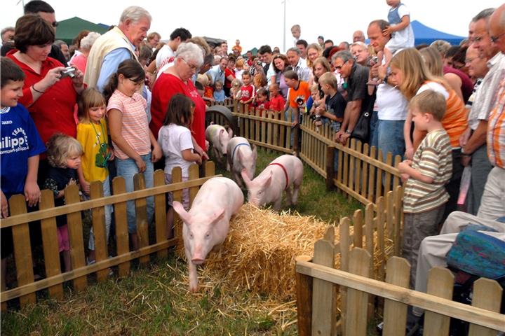 Welches Ferkel wird diesmal das Rennen machen?