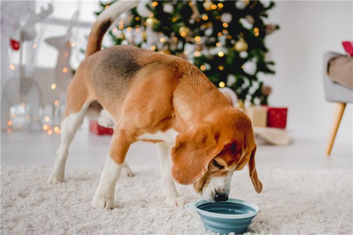 Wer sein Heimtier während der Feiertage richtig verwöhnen möchte, sollte auf tiergerechte Leckerlis zurückgreifen. Foto: Adobe/tan4ikk