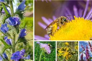 Wildbienen brauchen dringend mehr blühende naturnahe Vielfalt.© Roland Günter (o. re.) und Stiftung für Mensch und Umwelt (restliche Bilder)
