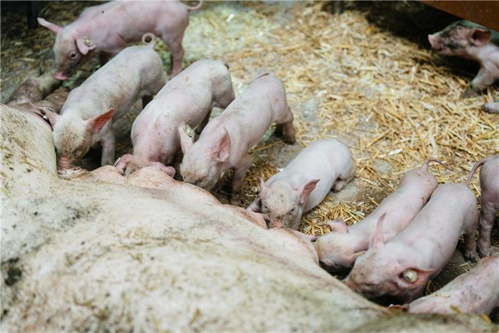 Wohlfühlcharakter: 6000 Ferkel verlassen jährlich den Hof Nienhaus. 