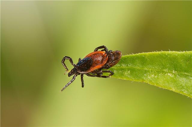Zecken sitzen meist in Gras, Gebüsch oder Unterholz – sie fallen nicht von Bäumen. Foto: Pfizer | www.zecken.de