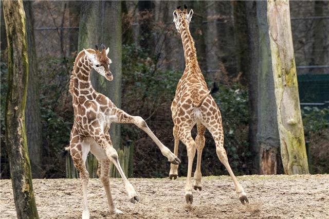 Zwei Giraffen erleben ihren großen Tag im Burgers‘ Zoo. Foto: Königlicher Burgers‘ Zoo